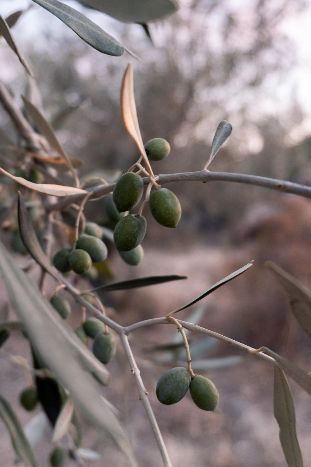Olivenbaum Sardinien 